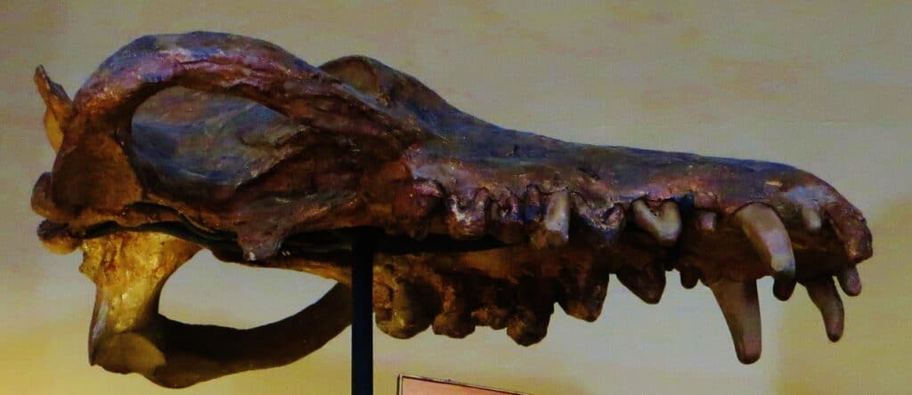 Fossile del cranio di Andrewsarchus