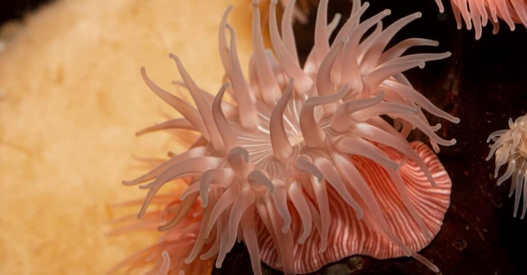 Anemone di mare cova a strisce rosa colorato (Epictis prolifera) dalle acque marine poco profonde della Columbia Britannica.