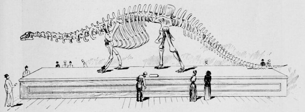 Scheletro di Amphicoelias 1892