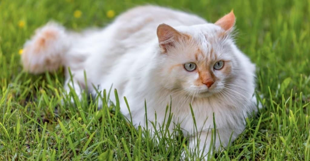 Angora turca che si trova nel giardino sull'erba verde.