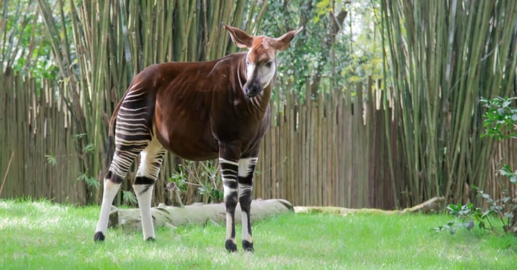Gli animali più belli: Okapi