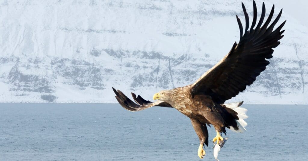 Aquila dalla coda bianca in volo