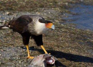 Aquila messicana (caracara crestato settentrionale)
