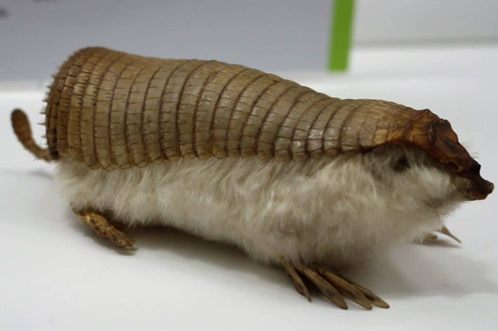 Armadillo delle fate rosa (Chlamyphorus truncatus)