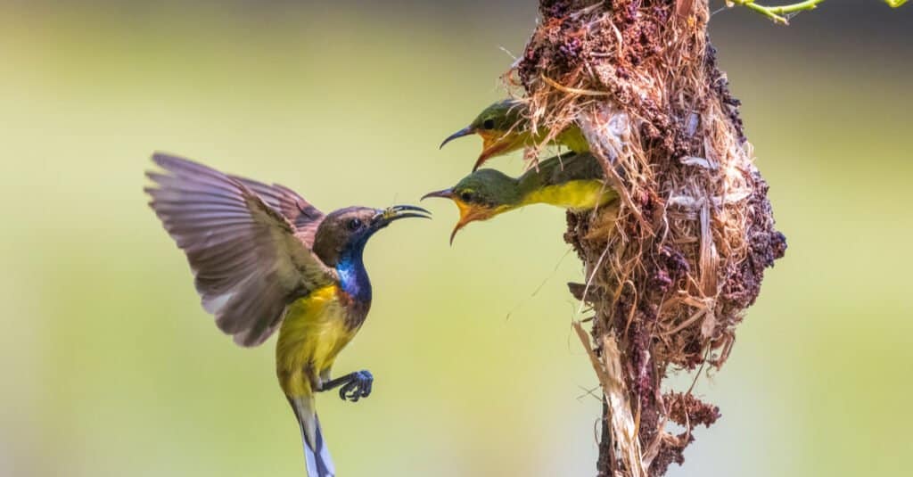 colibrì bambino che mangia