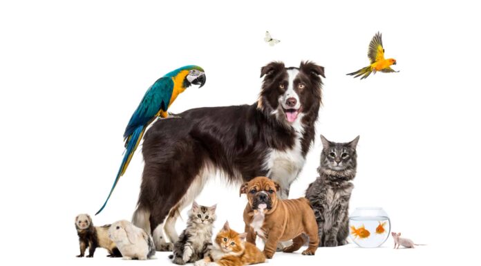 Assicurazione per animali domestici per più animali domestici
