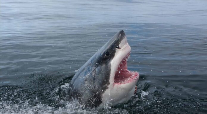 Attacchi di squali della Carolina del Sud: dove sono accaduti gli ultimi 9 morsi

