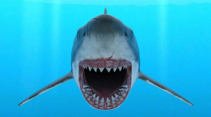 Attacchi di squali in Florida nel 2022: l'elenco completo
