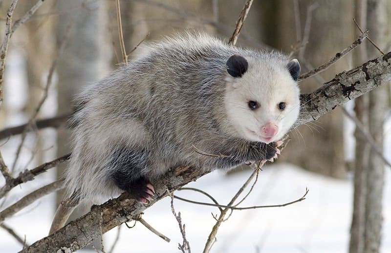 Opossum nordamericano con mantello invernale.