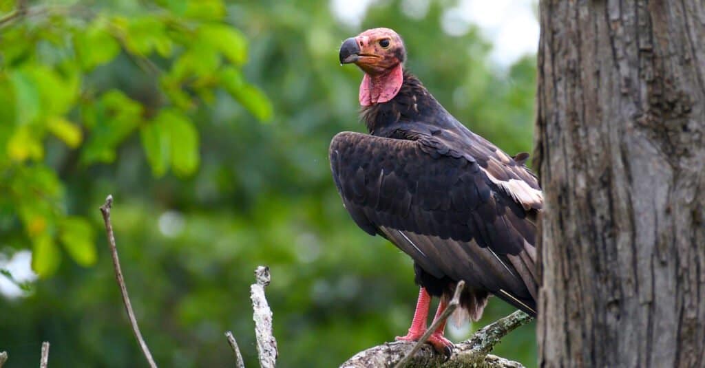 avvoltoio dalla testa rossa su un albero