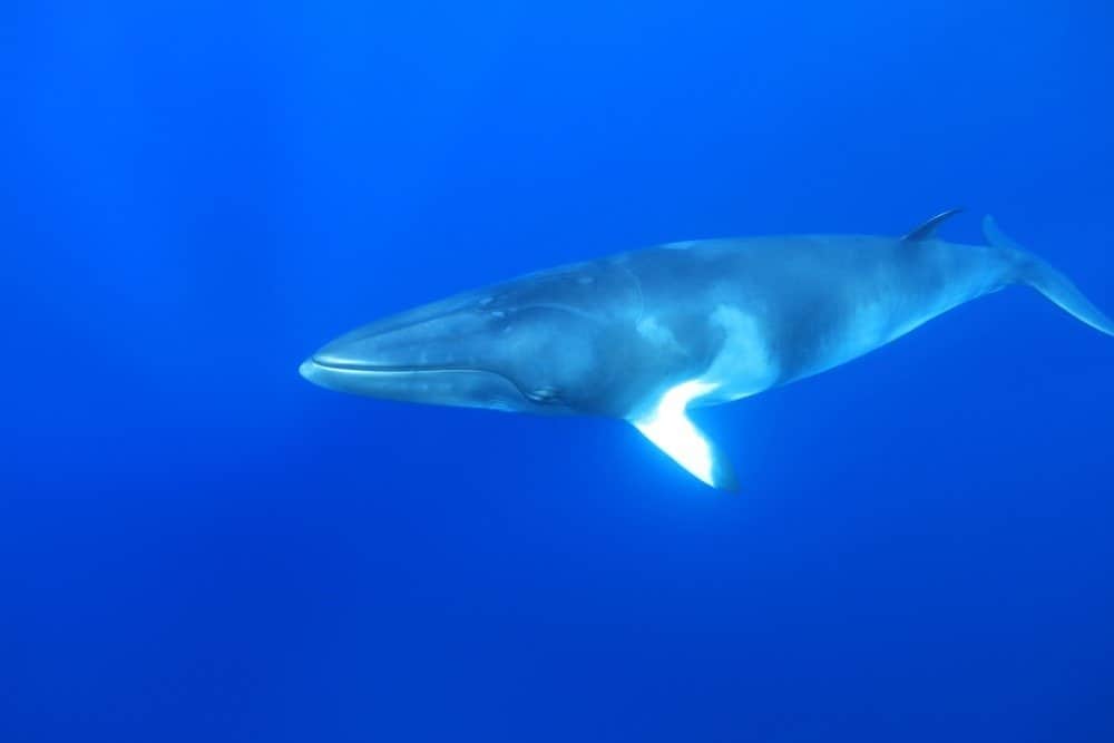 La balenottera minore nana (Balaenoptera acutorostrata) sott'acqua nella Grande Barriera Corallina