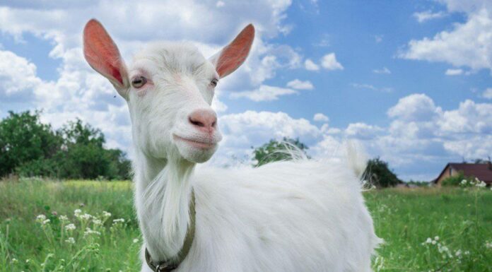 Barbe di capra: 10 fatti sorprendenti
