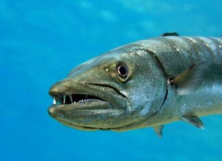 Barracuda dai denti affilati continua a nuotare dritto al Cameraman
