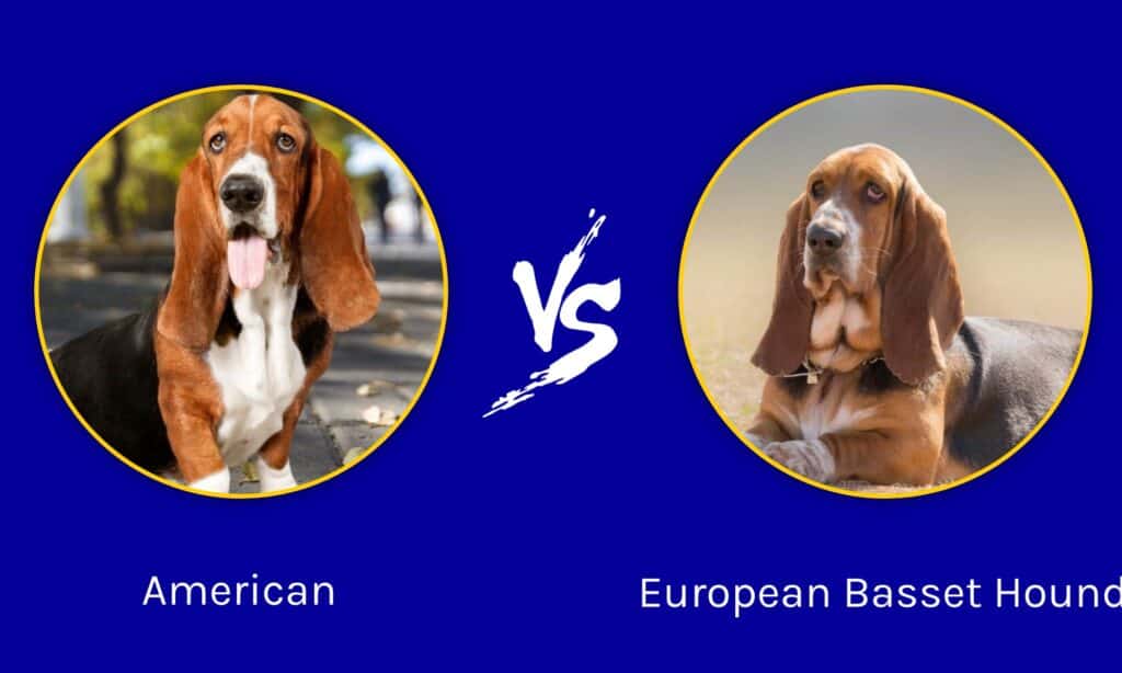 Basset Hound americano vs europeo