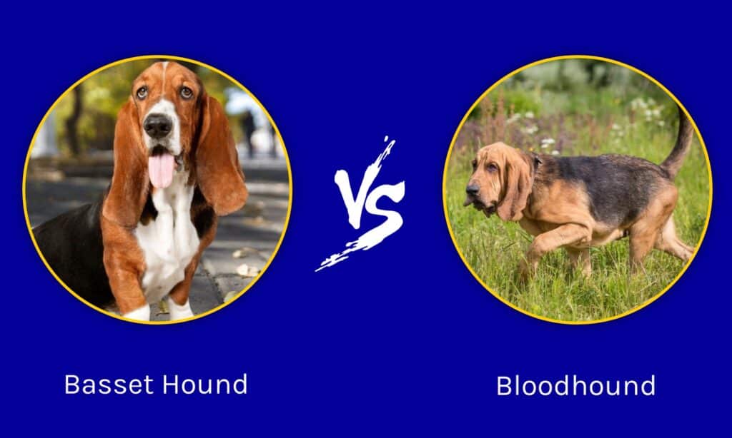 Bassotto contro Bloodhound