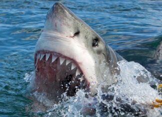 Battaglia epica mentre il pescatore della Georgia vacilla in Great White vicino a Savannah
