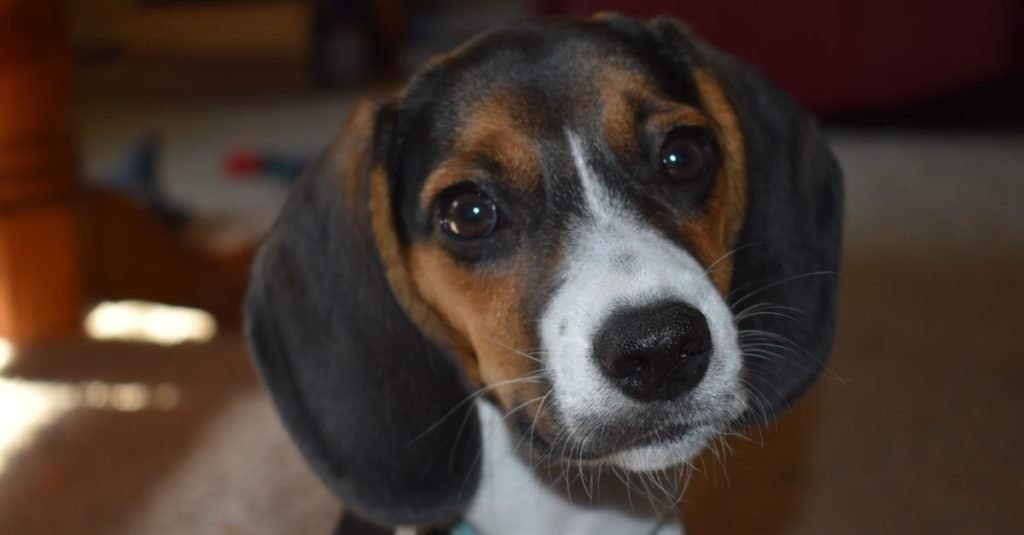 Adorabile beagle tascabile seduto con la testa inclinata.
