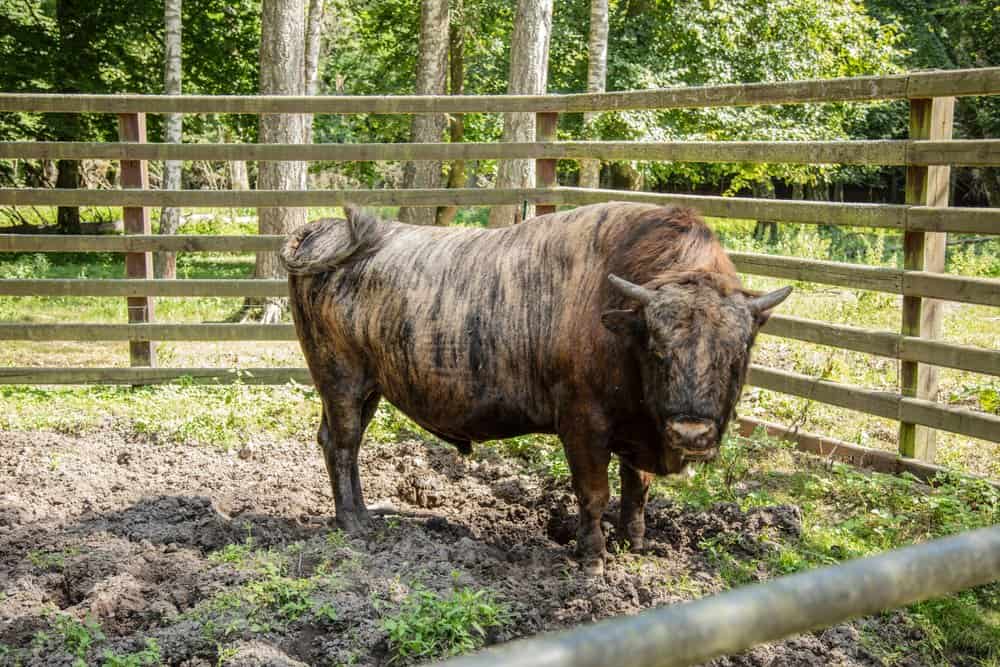 Beefalo (Bos taurus X Bison bison) ibrido animale di bufalo e mucca