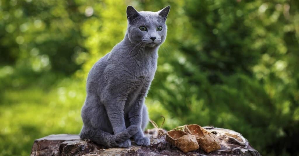 Piccolo gatto grigio blu russo seduto sulle rocce in giardino.