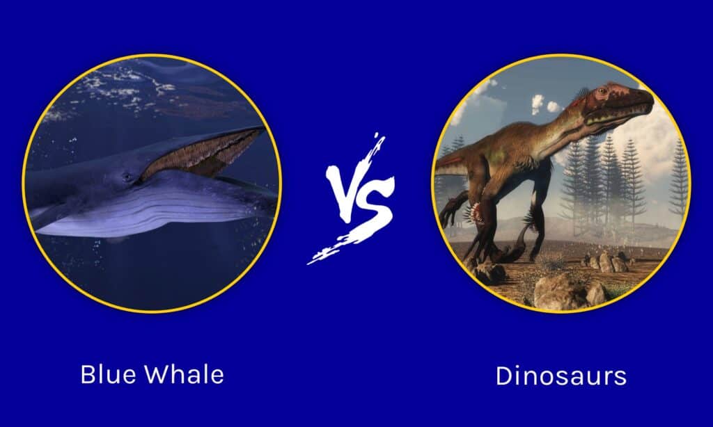 La balenottera azzurra contro i dinosauri