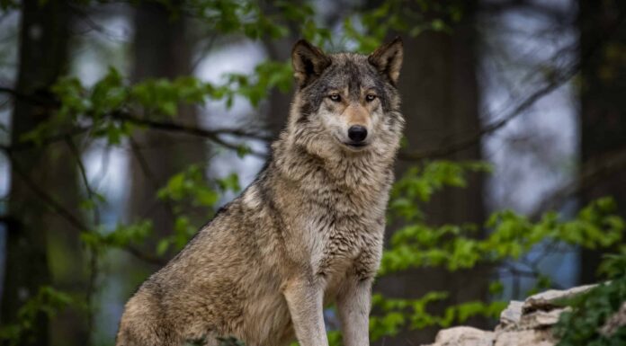 Brave Minnesotan rilascia un enorme Timberwolf da vicino
