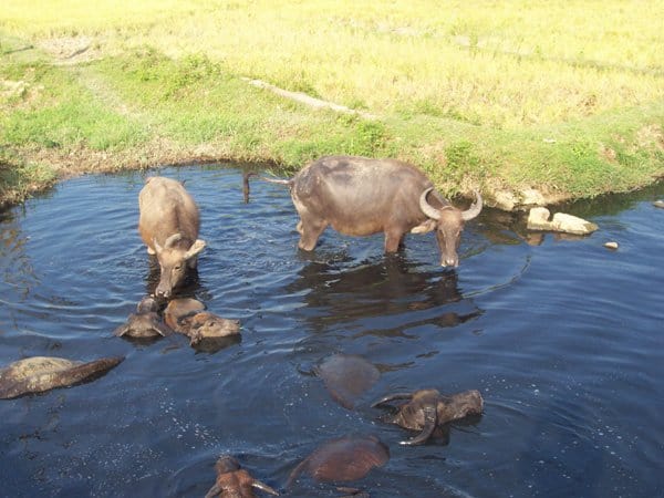 Bufali d'acqua che fanno il bagno in una dolina in Vietnam