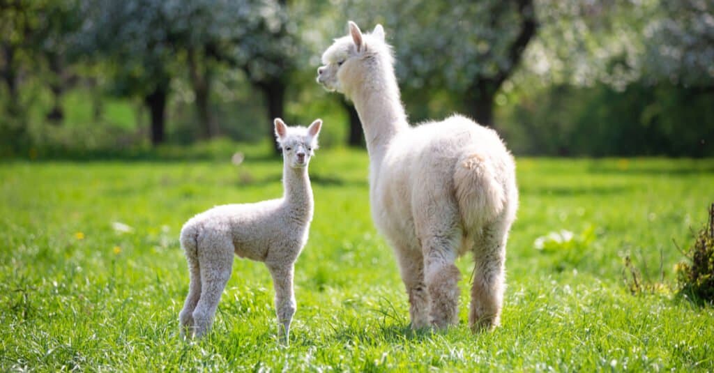 madre e bambino alpaca