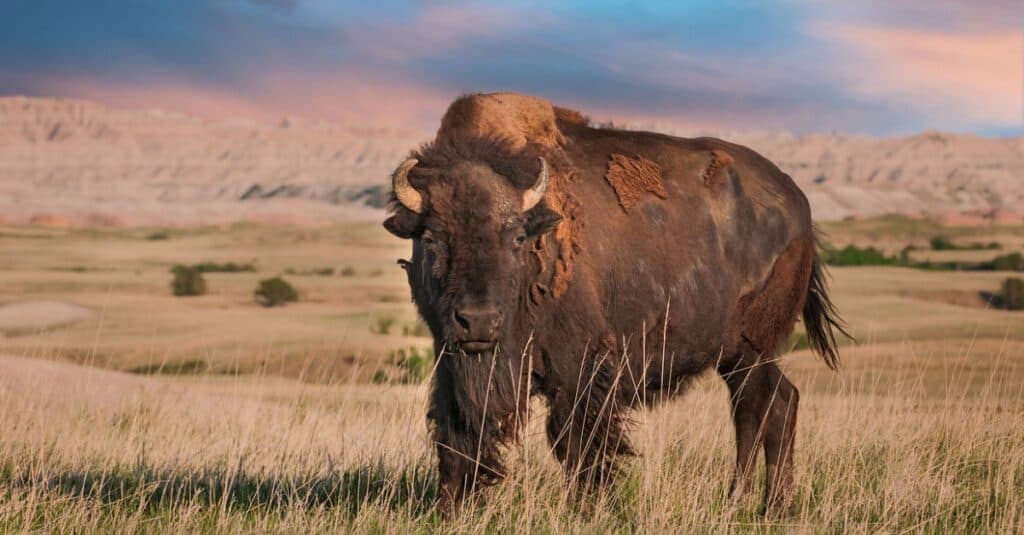 animali unici del Nord America: bisonte americano