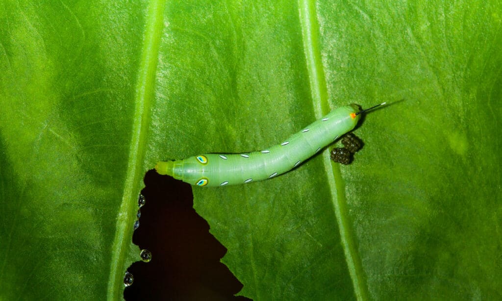 Bruco che mangia pianta verde con sterco.