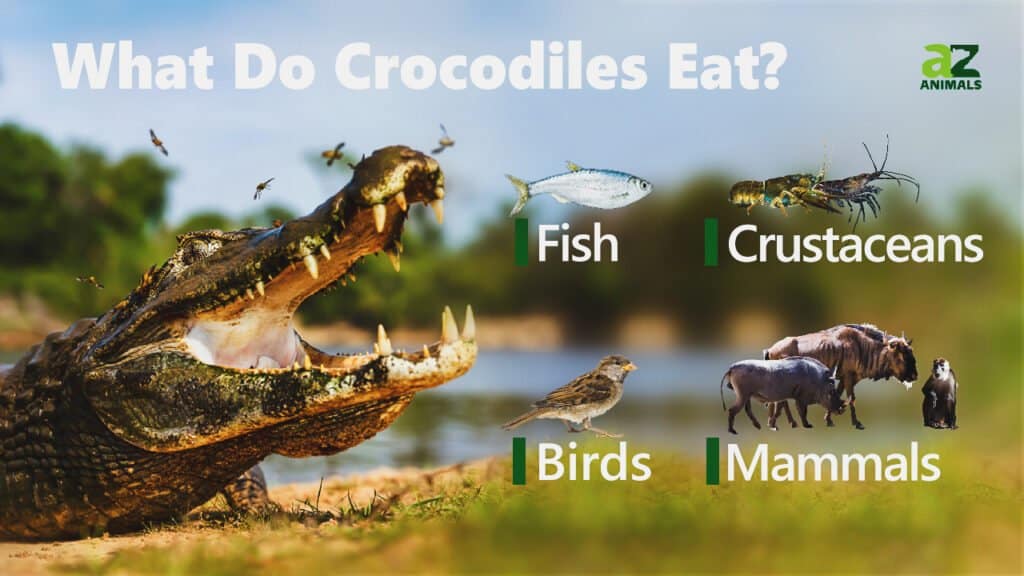Cosa mangiano i coccodrilli