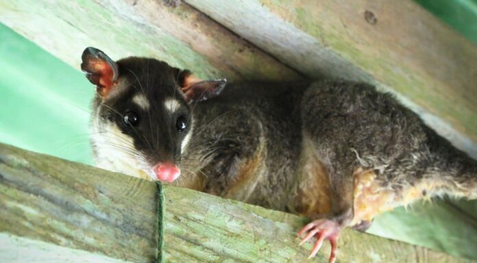 Cacca di opossum: tutto ciò che avresti sempre voluto sapere
