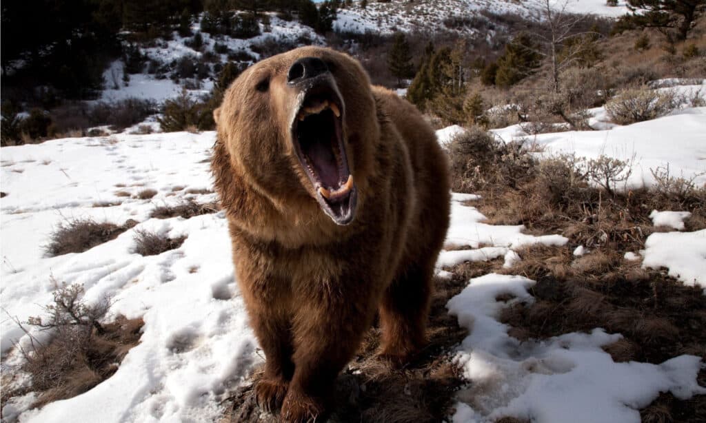Orso ruggente - Denti d'orso