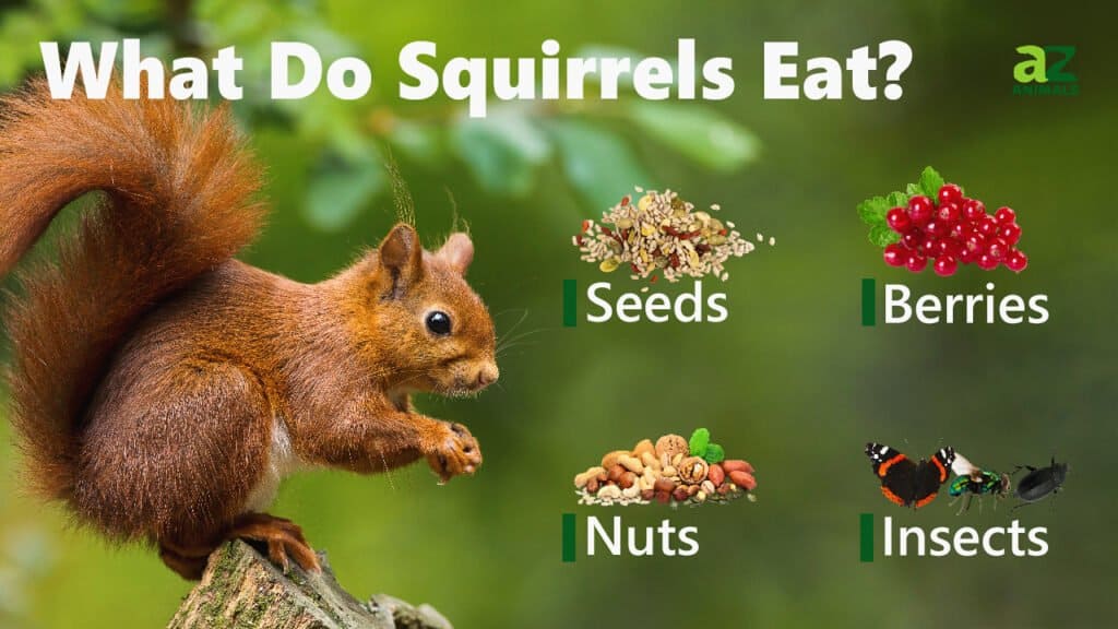 Cosa mangiano gli scoiattoli immagine
