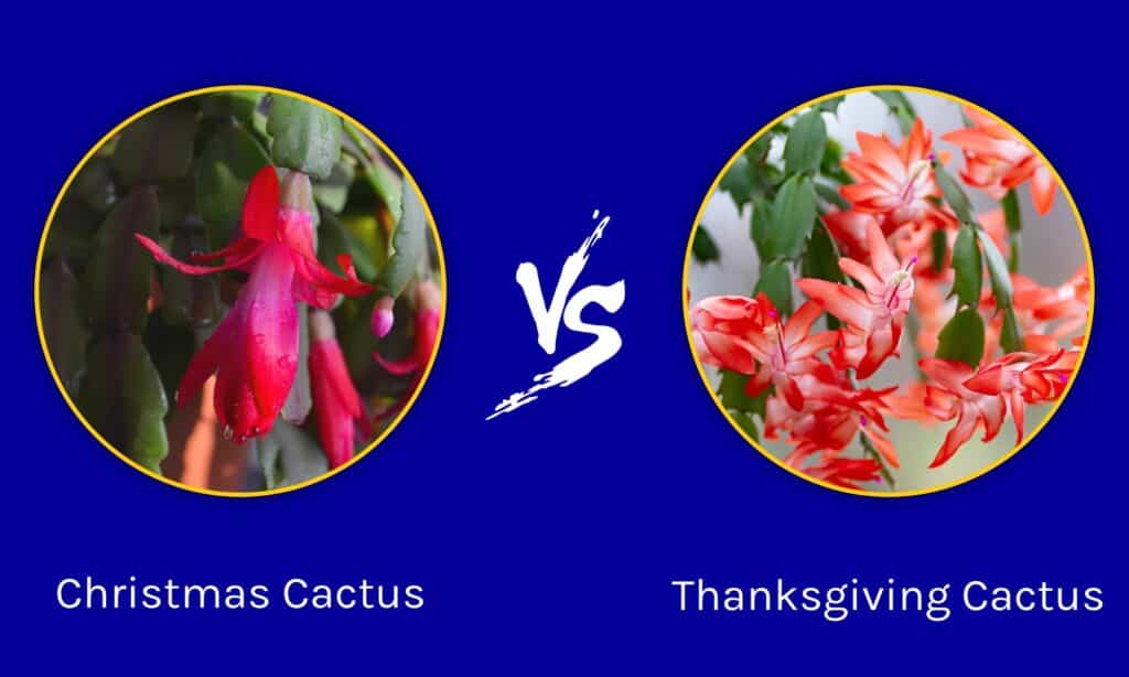 Cactus di Natale vs Cactus del Ringraziamento