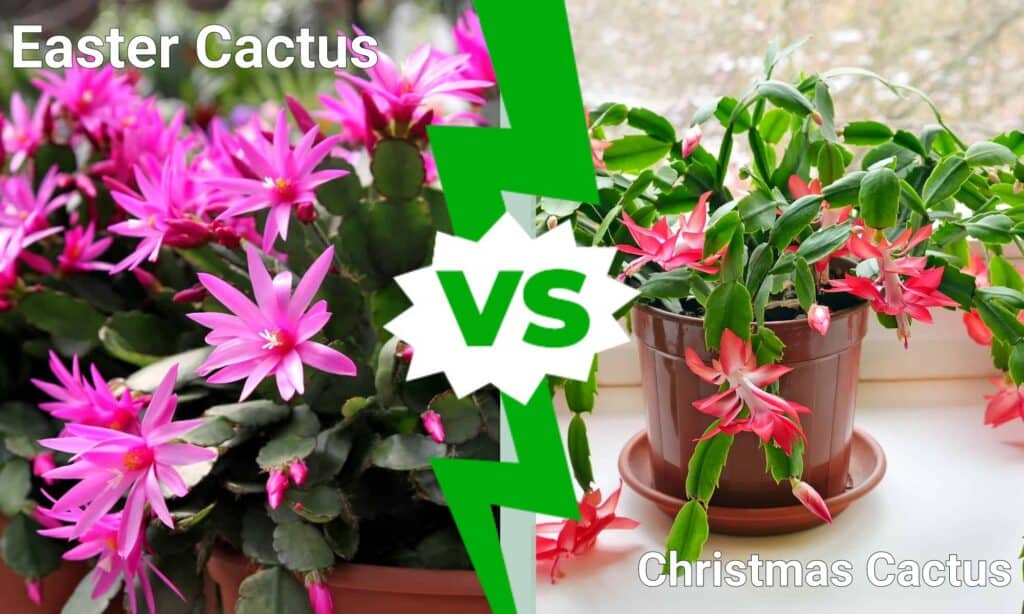 Cactus di Pasqua contro Cactus di Natale