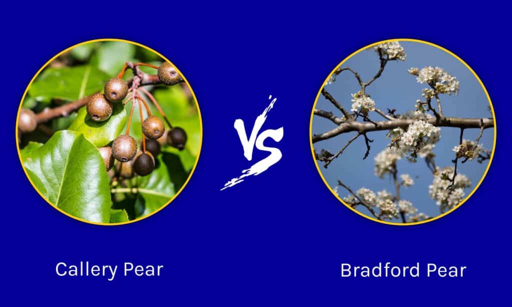 Callery Pear contro Bradford Pear