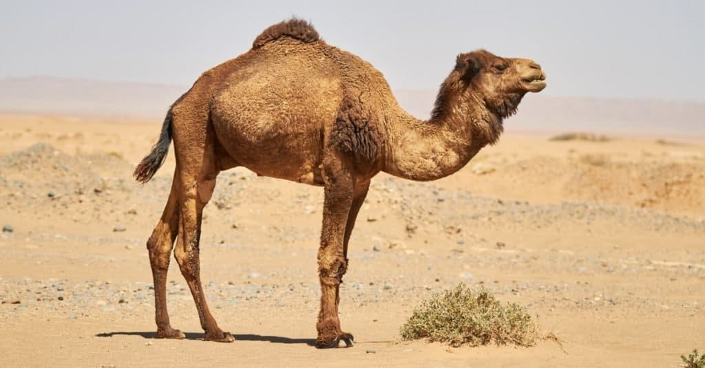i cammelli sono animali da lavoro che puoi cavalcare