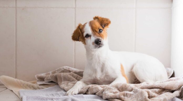  Cane che ti segue in bagno?  Ecco perché.
