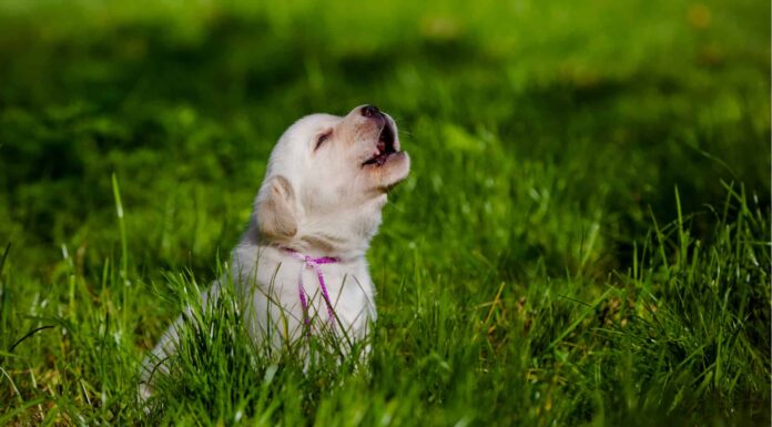  Cane che ulula alle sirene?  Ecco perché
