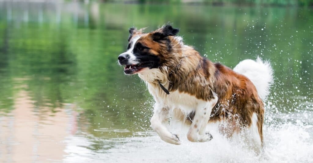 Cane da guardia di Mosca che gioca nel fiume