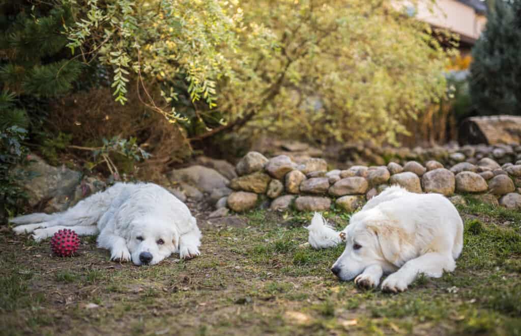 Due grandi cani bianchi stanno camminando all'aperto.  Cane da pastore Tatra.  Cane da pastore dei Tatra polacco