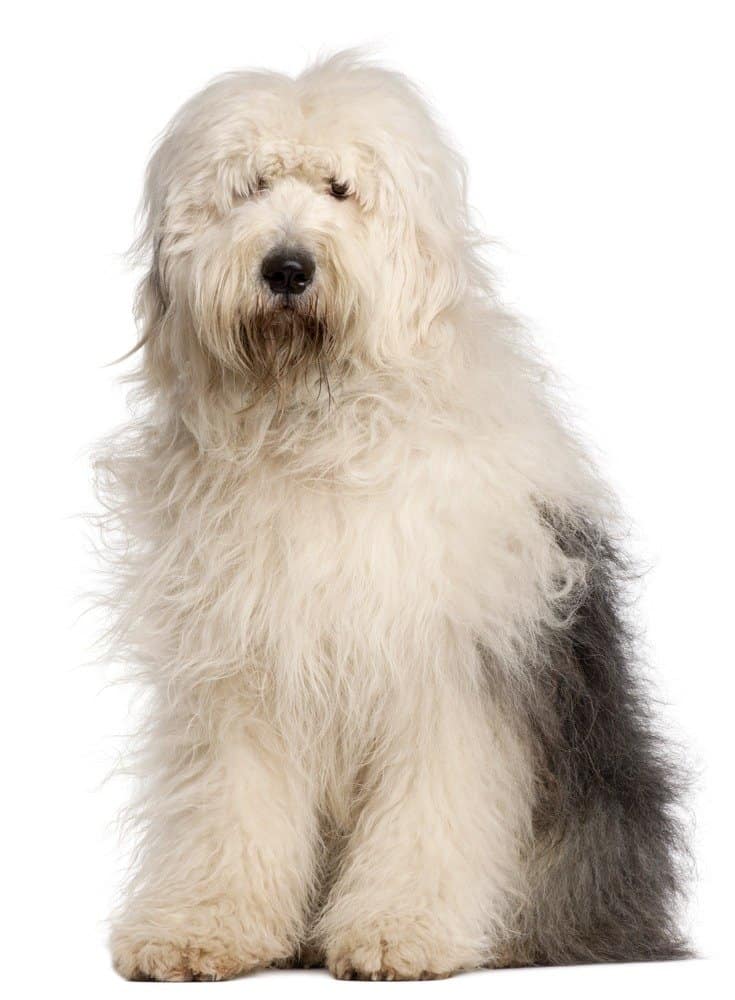 vecchio cane pastore inglese isolato su sfondo bianco