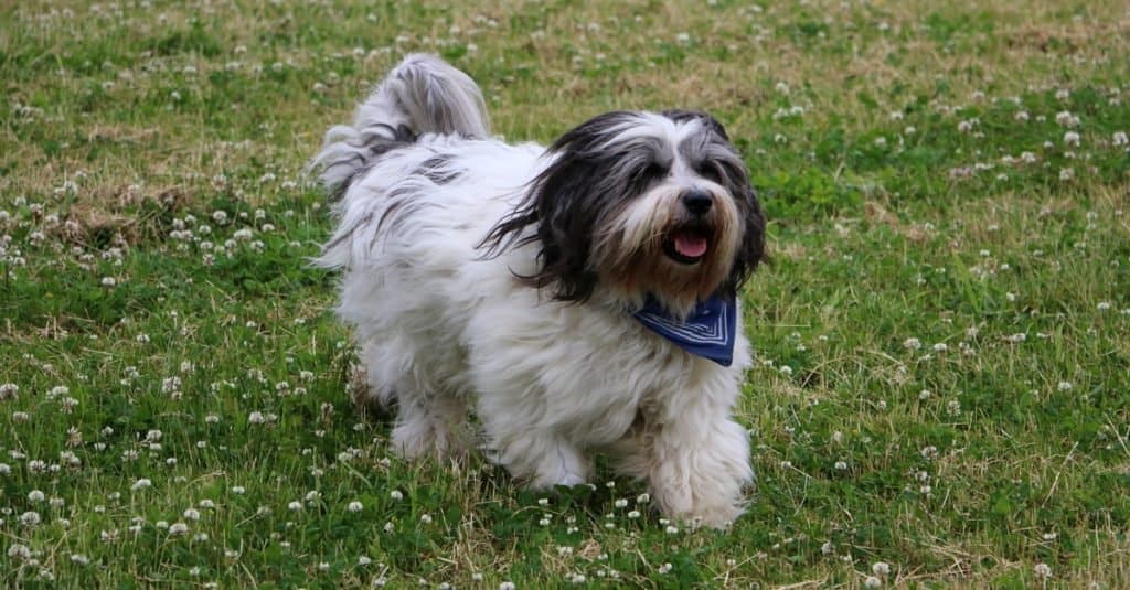Bello cane pastore polacco della pianura che gioca nel parco.