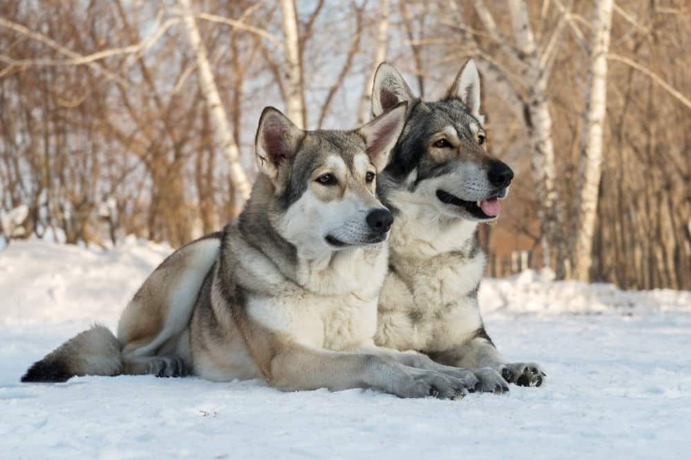 Bellissimo maschio e femmina di cane lupo di Saarloos nel parco invernale