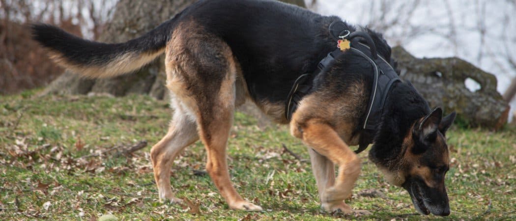 La migliore pettorina per cani Rabbitgoo