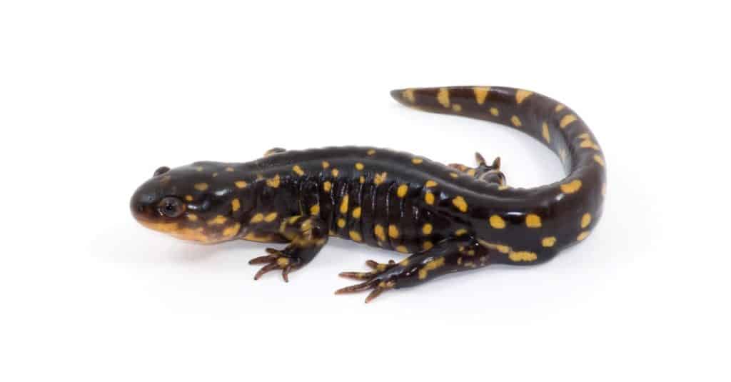 Salamandra tigre dai colori vivaci isolata su uno sfondo bianco