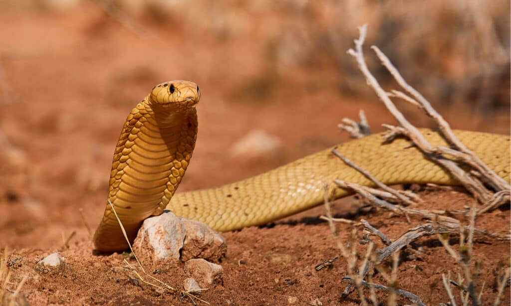 morso di cobra del capo