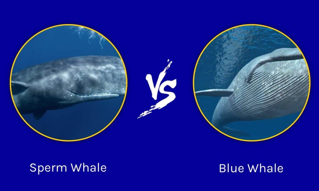Capodoglio vs balenottera azzurra
