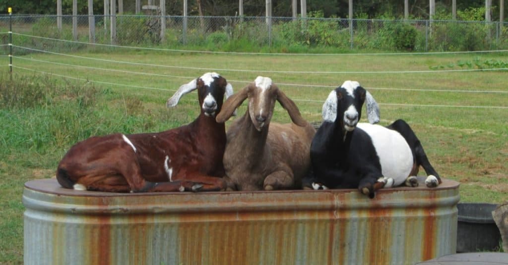 Tre capre nubiane riposano su una mangiatoia rovesciata arrugginita.