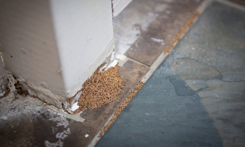 escrementi di termite su una ringhiera esterna